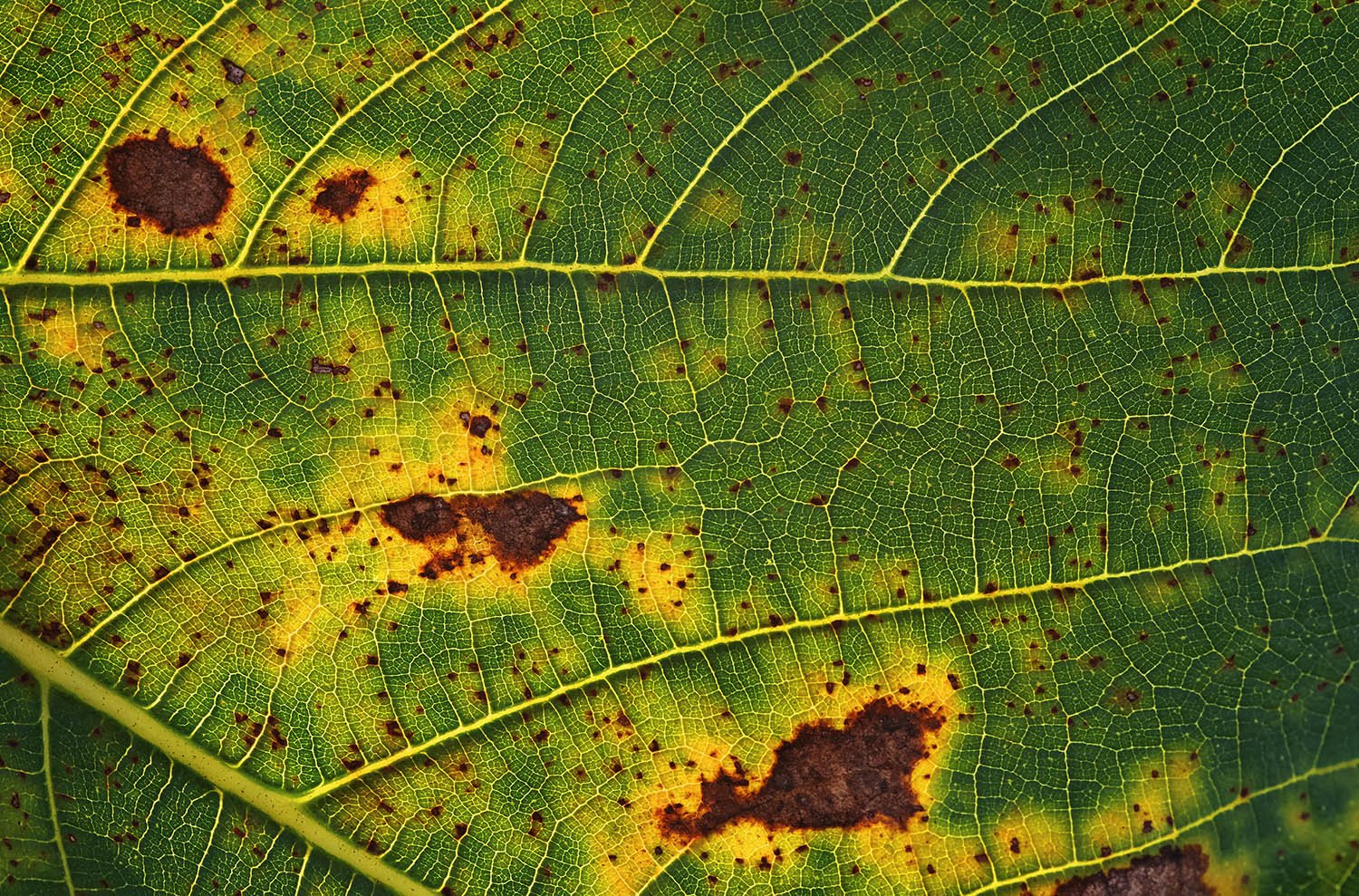 Software Agrodigital